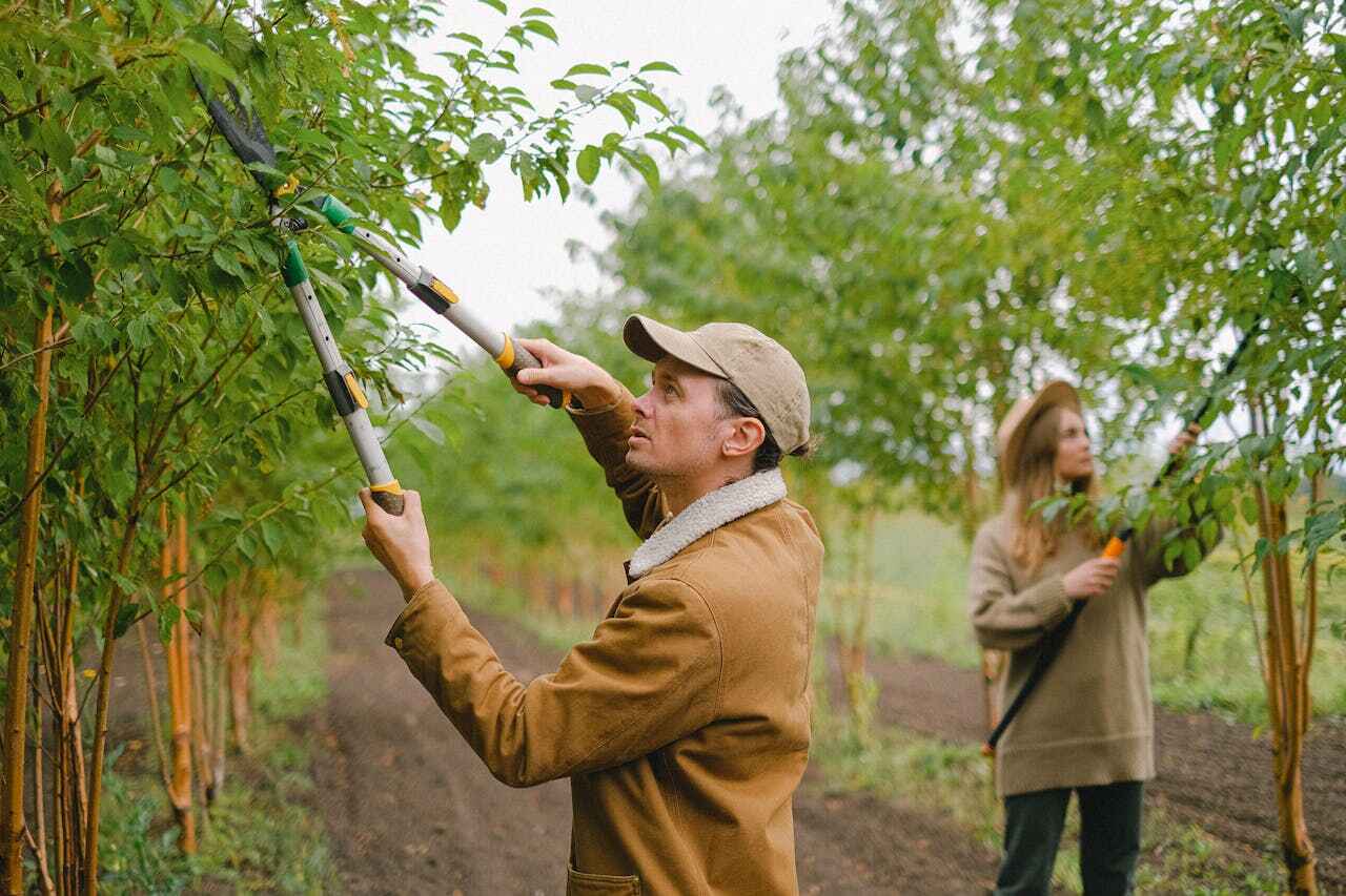 Best Arborist Services Near Me  in South Uniontown, PA